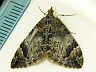 moth-image