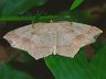 moth-image