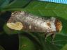 moth-image