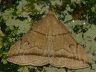 moth-image