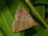 moth-image
