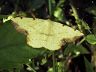moth-image