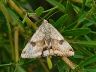 moth-image