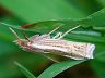 moth-image