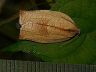 moth-image