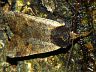 moth-image