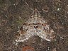moth-image