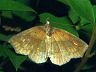 moth-image