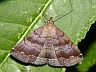moth-image