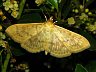 moth-image