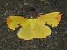 moth-image