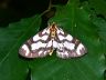 moth-image