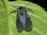 moth-image
