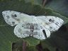 moth-image