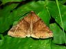 moth-image