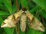 moth-image