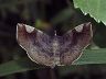 moth-image