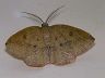 moth-image