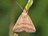 moth-image