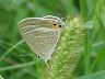 butterfly-image