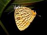 butterfly-image
