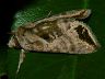 moth-image