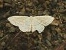 moth-image