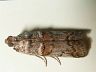 moth-image
