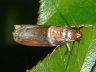 moth-image