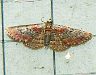 moth-image