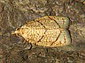 moth-image
