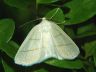 moth-image