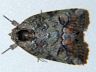 moth-image