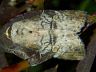 moth-image