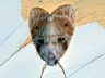 moth-image