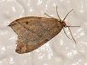moth-image