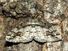 moth-image