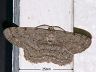 moth-image