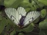 butterfly-image