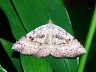 moth-image
