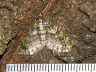 moth-image