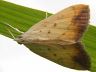 moth-image