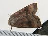 moth-image