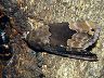 moth-image