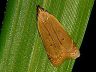 moth-image