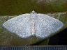 moth-image