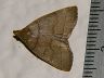 moth-image