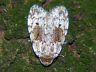 moth-image