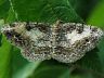 moth-image