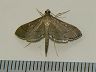 moth-image
